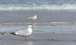 海鸥官方爆料视频大全最新,揭秘最新科技与时尚潮流